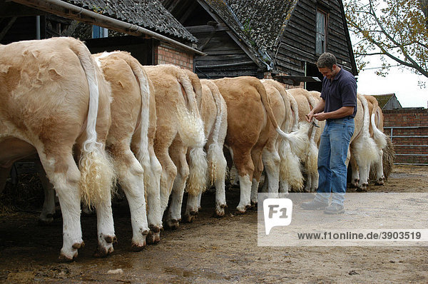 Worker preparing Simmental cattle for sale  grooming tail  Essex  England  United Kingdom  Europe