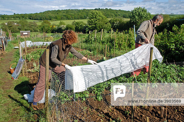 Paar bei der Arbeit im Schrebergarten  Schutz der Kartoffelpflanzen vor Spätfrost  Everdon  Northamptonshire  England  Vereinigtes Königreich  Europa