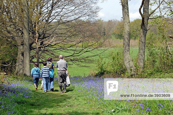 Family walking along path amongst bluebells  spring  Woodland Trust  Hucking Estate  North Downs  Kent  England  United Kingdom  Europe