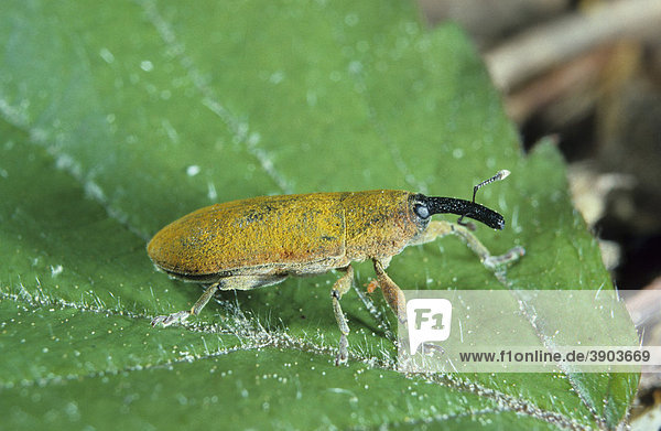 Rüsselkäfer (Curculionidae)  Close-up auf Blatt