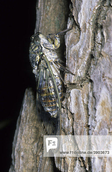 Mannasingzikade  Mannazikade (Cicada orni) klettert an Baumstamm
