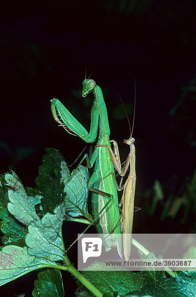 Europäische Gottesanbeterin (Mantis religiosa) Männchen und Weibchen bei der Paarung