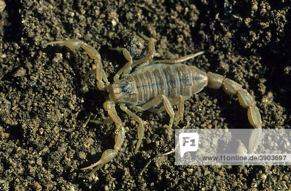 Skorpion (Buthus occitanus) Nahaufnahme auf dem Boden