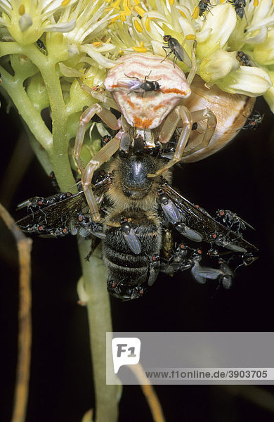 Krabbenspinne (Thomisus onustus) Alttier mit erbeutetem Insekt  bedeckt mit Fliegen