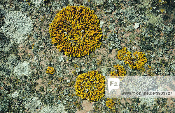 Flechten  Xanthoria aureola  wachsen auf Fels