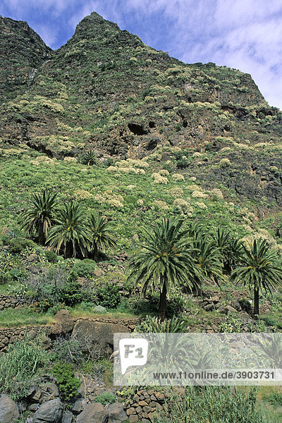 Palmen wachsen an felsigem Hang  Valle Gran Rey  La Gomera  Kanarische Inseln  Spanien  Europa