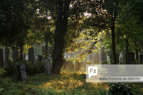 Morgenstimmung auf dem Wiener Zentralfriedhof  Wien  Österreich  Europa