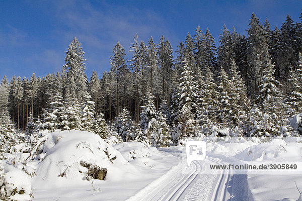 Langlaufloipe in verschneiter Waldlandschaft,  Biathlon und Langlaufzentrum Gutenbrunn Bärnkopf,  Waldviertel,  Niederösterreich,  Österreich,  Europa