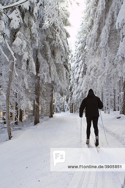 Cross-country skier  classic style  in the snow-covered forest  Gutenbrunn Baernkopf biathlon and cross country ski center  Waldviertel  Lower Austria  Austria  Europe