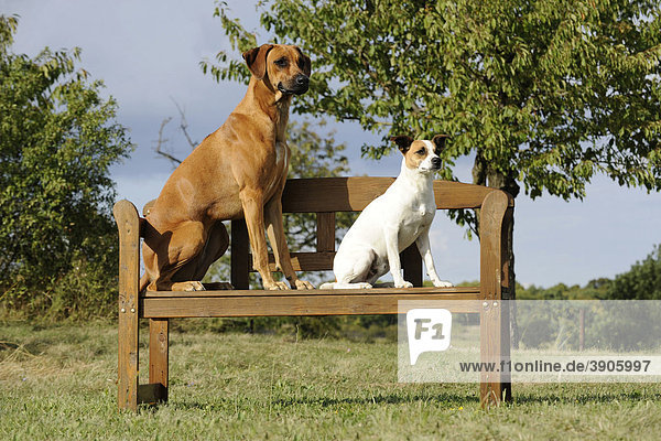 Rhodesian Ridgeback und Jack Russel Terrier auf einer Bank