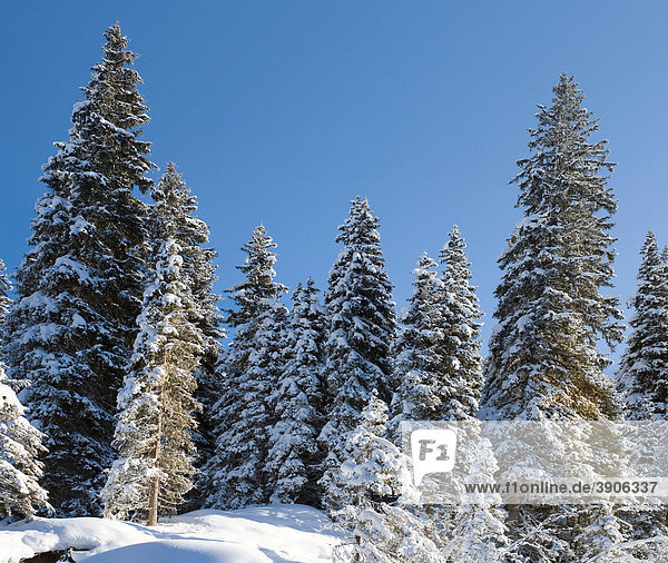 Verschneiter Wald  Österreich  Europa