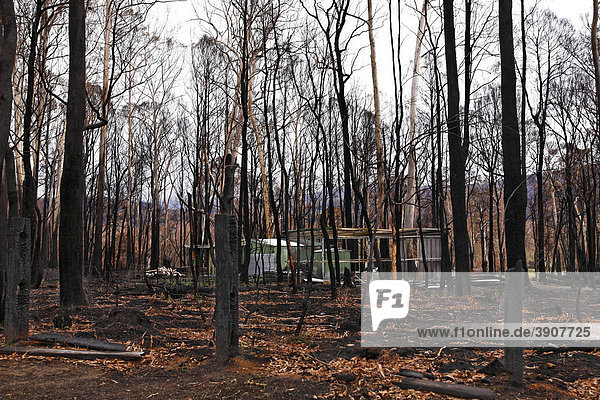 Grundstück verbrannt im Black Saturday oder Schwarzer Samstag Buschfeuer von 2009  Victoria  Australien