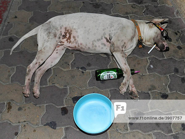 Schlafender Hund mit Zigarette und Bierflasche