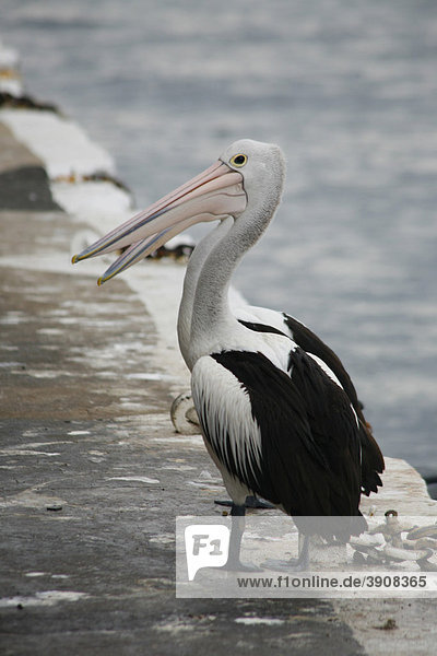 Pelican (Pelecanus) in Kiama  New South Wales  Australia