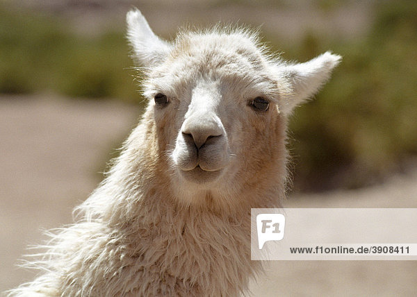 Llama  Portrait  Machuca  Chile  South America