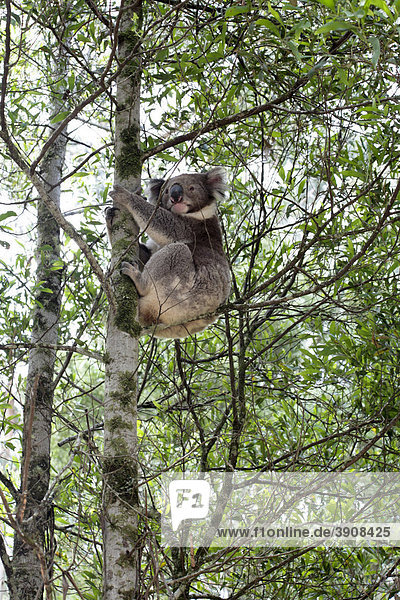 Koala (Phascolarctos cinereus) in the wild  Victoria  Australia