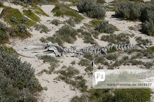 Walskelett in der Sealbay auf Kangaroo-Island  South Australia  Australien