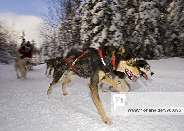 Laufende Schlittenhunde  Hundeschlitten  Alaskan Huskies  Musher  Schlittenhunderennen bei Whitehorse  Yukon Territory  Kanada