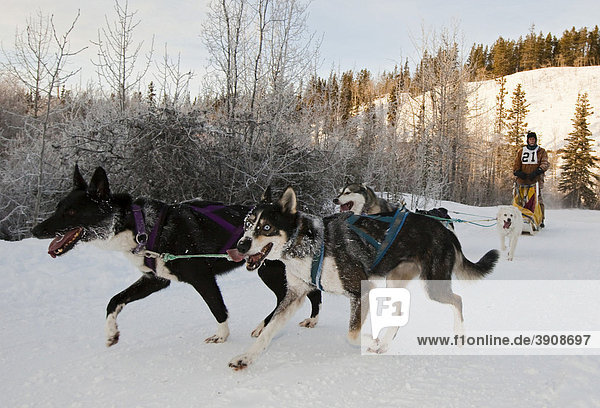 Running sled dogs  dog team  Alaskan Huskies  musher  dog sled race near Whitehorse  Yukon Territory  Canada