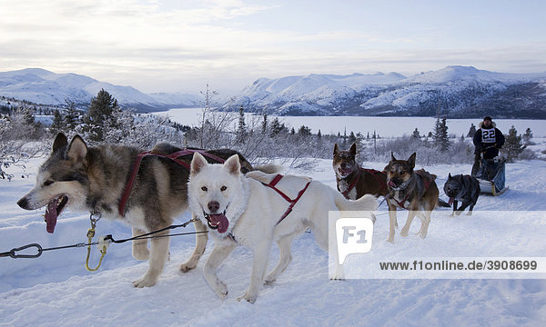 Sled dogs Alaskan Huskies  dog team  musher  dog sled race near Whitehorse  Fish Lake behind  Yukon Territory  Canada