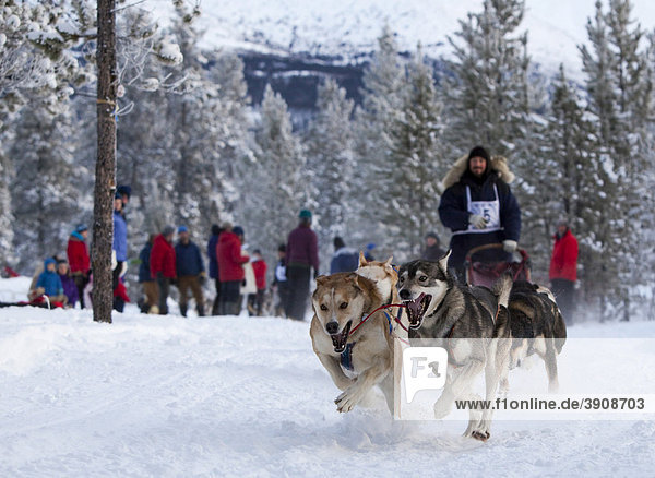 Running sled dogs  Alaskan Huskies  dog team  Carbon Hill dog sled race  Mt. Lorne  near Whitehorse  Yukon Territory  Canada
