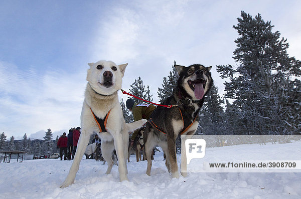 Exited sled dogs at the start line  lead dogs  leaders  Alaskan Huskies  Carbon Hill dog sled race  Mt. Lorne  near Whitehorse  Yukon Territory  Canada