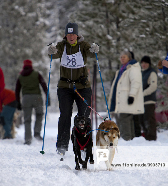 Young woman skijoring  sled dogs pulling cross country skier  dog sport  Alaskan Huskies  Carbon Hill dog sled race  Mt. Lorne  near Whitehorse  Yukon Territory  Canada