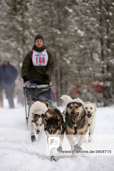 Running sled dogs  Alaskan Huskies  dog team  Carbon Hill dog sled race  Mt. Lorne  near Whitehorse  Yukon Territory  Canada