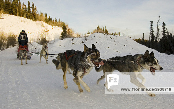 Running sled dogs  dog team  Alaskan Huskies  musher  dog sled race near Whitehorse  Yukon Territory  Canada