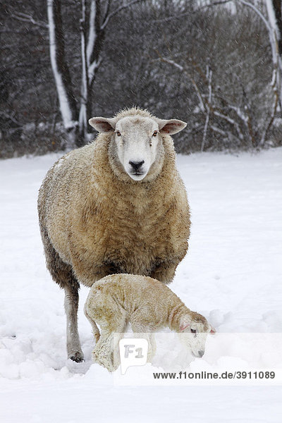 Schaf  Hausschaf (Ovis ammon f. aries) mit gerade neugeborenem Lamm im Schneetreiben im Winter