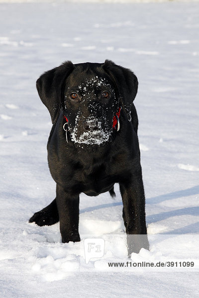 Schwarzer Labrador Retriever Welpe  Junghund  Rüde spielt im Schnee  Winter