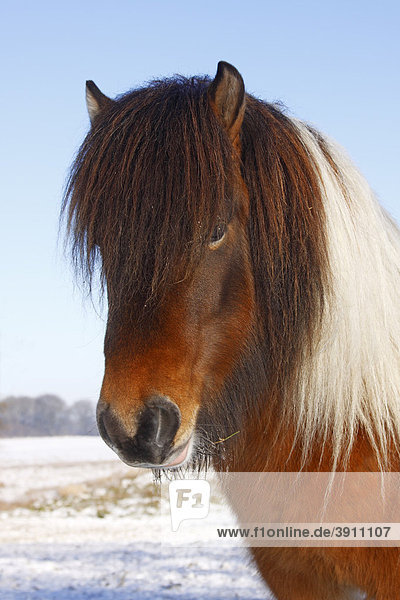 Pferd Der Pferderasse Islandpony Island Pony Islandpferd Islander Equus Przewalskii F Caballus Wallach Portrait Im Winter Pferd Der Pferderasse Islandpony Island Pony Islandpferd Islander Equus Przewalskii F Caballus Wallach Portrait Im