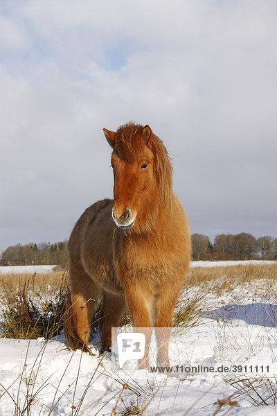 Pferd der Pferderasse Islandpony  Island-Pony  Islandpferd  Isländer (Equus przewalskii f. caballus) im Winter im Schnee