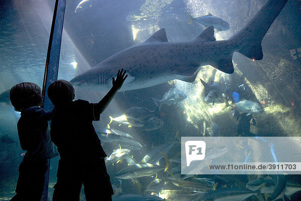 Two Oceans Aquarium  visitors  shark  Victoria & Alfred Waterfront  Cape Town  Western Cape  South Africa  Africa