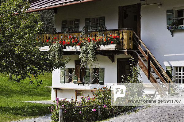Pelargonien (Pelargonium) auf Balkon mit verwittertem Holz  Bauernhofmuseum Glentleiten  Bayern  Deutschland  Europa