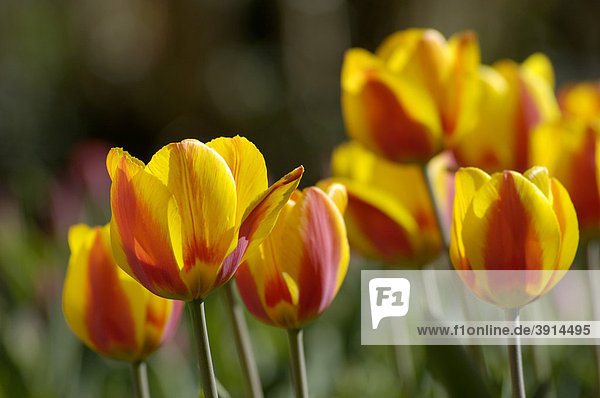 Yellow-red Tulips (Tulipa) in a flower bed