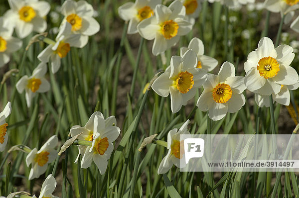 Daffodils (Narcissus hybrids) in a flower bed