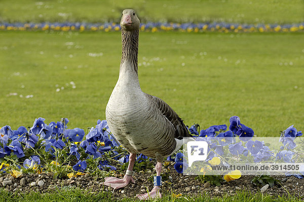 European Greylag (Anser anser) standing in front of a flower bed of Pansies