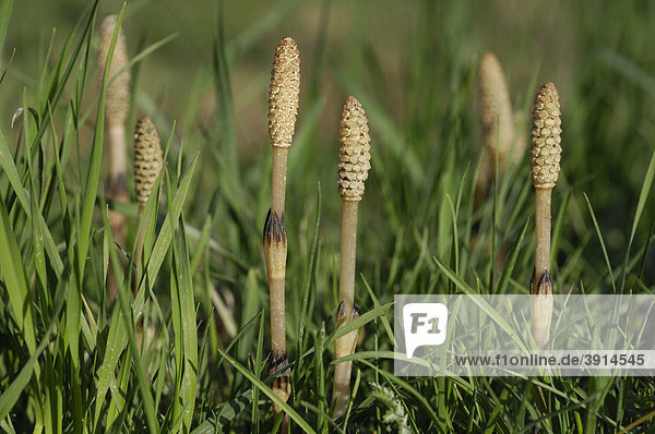 Marsh Horsetail (Equisetum palustre) in a meadow