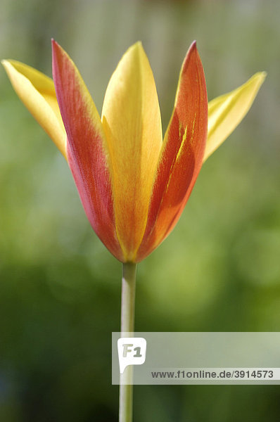 Red and yellow Tulip (Tulipa)