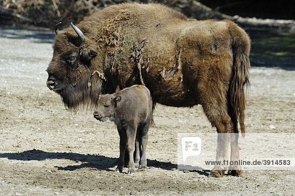Wisent  Europäischer Büffel oder Bison (Bison bonasus) mit jungem Kalb