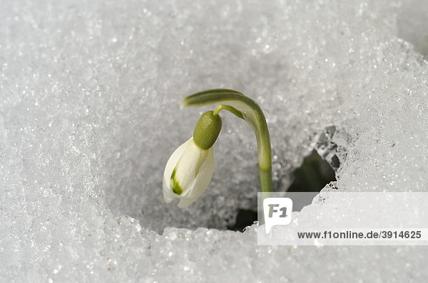 Snowdrop (Galanthus) breaking through the snow covered ground