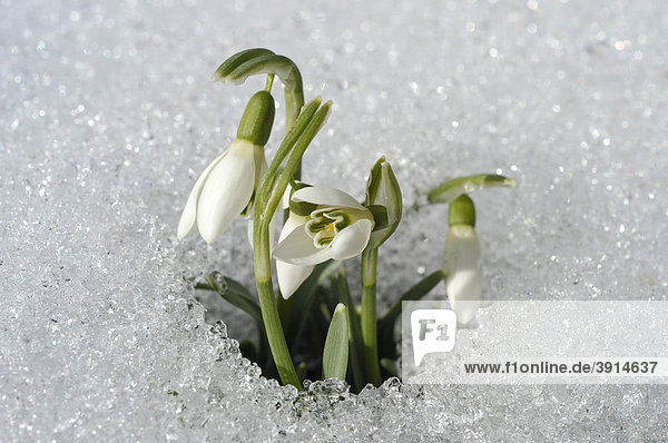 Snowdrops (Galanthus) breaking through the snow covered ground