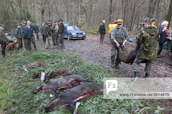 Treibjagd und Drückjagd auf Wildschweine im Odenwald  Heidelberg  Baden-Württemberg  Deutschland  Europa