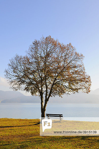 Baum mit Sitzbank am Walchensee im Herbst  Oberbayern  Bayern  Deutschland  Europa