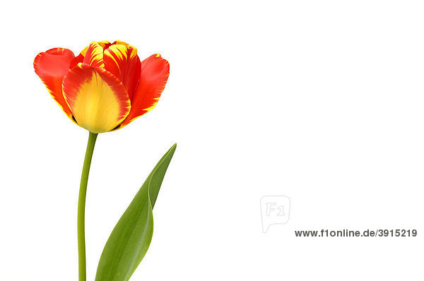 Tulpe (Tulipa)  rot  gelb
