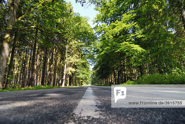 Friedrichsruher Strasse road through the Sachsenwald forest near Aumuehle  Schleswig-Holstein  Germany  Europe