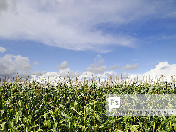 Mais wächst in einem Feld  Oxfordshire  England  Großbritannien  Europa