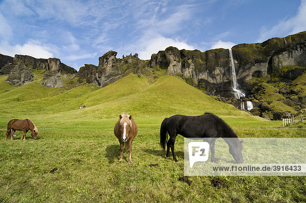 Islandpferde und Wasserfall in der Nähe von Skogar  Island  Europa