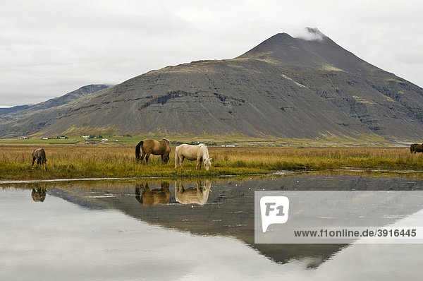 Islandpferde in der Nähe von Höfn  Island  Europa